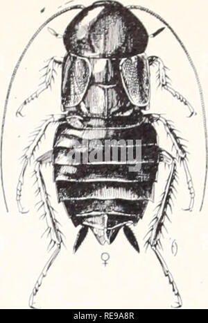 . Le contrôle des insectes et animaux nuisibles liés à la personne. Ravageurs des ménages ; les insectes nuisibles. Taille, adulte de sexe féminin Je taille, adulte de sexe féminin, blatte germanique blatte australienne Periplaneta australasiae Blatella germanica (Fabr.) (Linn.) Les blattes sont aplatis, rapide d'exécution, nocturne, les insectes qui sont friands de zones humides et chauds. Ils contaminent la nourriture et laissent souvent une très mauvaise odeur sur les matériaux qu'ils infestent. Les mangeoires générale, ils pourront même se nourrir de tels [. Veuillez noter que ces images sont extraites de la page numérisée des images qui peuvent avoir été retouchées numériquement pour plus de lisibilité - coloration et app Banque D'Images