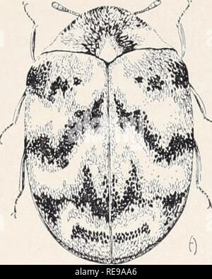 . Le contrôle des insectes et animaux nuisibles liés à la personne. Ravageurs des ménages ; les insectes nuisibles.  ! , Ma Taille :. Larve Tapis varié H coléoptère adulte, Anthrenus verbasci (Linn.). Veuillez noter que ces images sont extraites de la page numérisée des images qui peuvent avoir été retouchées numériquement pour plus de lisibilité - coloration et l'aspect de ces illustrations ne peut pas parfaitement ressembler à l'œuvre originale.. Michelbacher, A. E. (Abe Ezra), 1899-1991. [Berkeley, Californie ] : Division des sciences agricoles, Université de Californie Banque D'Images