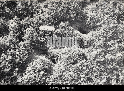 . Champ de contrôle des rongeurs en Californie. Les rongeurs, les mammifères. Fig. 20. Burrows et pistes de prairie des souris dans un champ de luzerne fortement infestés par ces rongeurs. Les souris tuer beaucoup d'usines en coupant les racines et de manger les tiges et les feuilles. County), dans la région du delta de Sacra- mento et les comtés de San Joaquin, localement et ailleurs. Traitement préventif, où il peut être utilisé, se compose de la culture propre. Ou- blettes avec covercrops doivent être surveillées pour détecter les signes de dommages par prairie souris, et les mesures prises à la fois pour les contrôler si nécessaire. Sinon, la culture propre dans les vergers et les déposer Banque D'Images