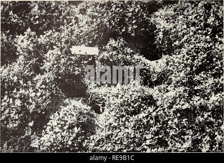 . Champ de contrôle des rongeurs en Californie. Les Mammifères Rongeurs. Fig. 20. Burrows et pistes de prairie des souris dans un champ de luzerne fortement infestés par ces rongeurs. Les souris tuer beaucoup d'usines en coupant les racines et de manger les tiges et les feuilles. County), dans la région du delta de Sacra- mento et les comtés de San Joaquin, localement et ailleurs. Traitement préventif, où il peut être utilisé, se compose de la culture propre. Ou- blettes avec covercrops doivent être surveillées pour détecter les signes de dommages par prairie souris, et les mesures prises à la fois pour les contrôler si nécessaire. Sinon, la culture propre dans les vergers et les déposer Banque D'Images