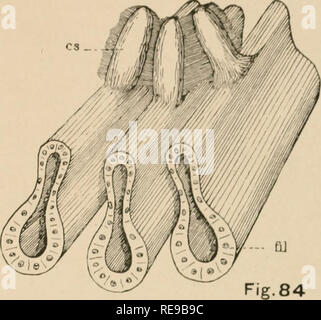 . Une contribution à notre connaissance de la morphologie de l'lamellibranchiate mollusques. Des bivalves. Fig83 Fig.85. Veuillez noter que ces images sont extraites de la page numérisée des images qui peuvent avoir été retouchées numériquement pour plus de lisibilité - coloration et l'aspect de ces illustrations ne peut pas parfaitement ressembler à l'œuvre originale.. Kellogg, James Lawrence, 1866-1938 ; United States Fish Commission. Washington : G. P. O. Banque D'Images