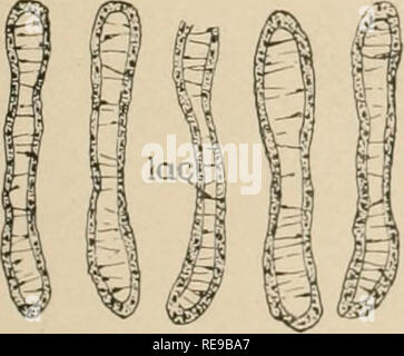 . Une contribution à notre connaissance de la morphologie de l'lamellibranchiate mollusques. Des bivalves. Fig.77. Fig.8l. Veuillez noter que ces images sont extraites de la page numérisée des images qui peuvent avoir été retouchées numériquement pour plus de lisibilité - coloration et l'aspect de ces illustrations ne peut pas parfaitement ressembler à l'œuvre originale.. Kellogg, James Lawrence, 1866-1938 ; United States Fish Commission. Washington : G. P. O. Banque D'Images