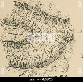 . Une contribution à notre connaissance de la morphologie de l'lamellibranchiate mollusques. Des bivalves. Fig.54. Veuillez noter que ces images sont extraites de la page numérisée des images qui peuvent avoir été retouchées numériquement pour plus de lisibilité - coloration et l'aspect de ces illustrations ne peut pas parfaitement ressembler à l'œuvre originale.. Kellogg, James Lawrence, 1866-1938 ; United States Fish Commission. Washington : G. P. O. Banque D'Images