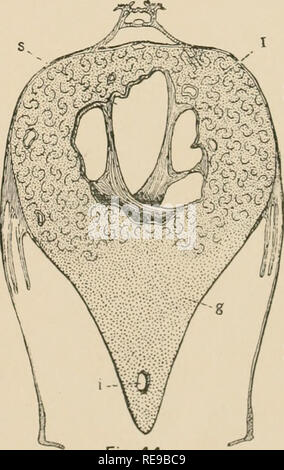 . Une contribution à notre connaissance de la morphologie de l'lamellibranchiate mollusques. Des bivalves. -Pa. Fig. 44 Kellogfi ilel.. Veuillez noter que ces images sont extraites de la page numérisée des images qui peuvent avoir été retouchées numériquement pour plus de lisibilité - coloration et l'aspect de ces illustrations ne peut pas parfaitement ressembler à l'œuvre originale.. Kellogg, James Lawrence, 1866-1938 ; United States Fish Commission. Washington : G. P. O. Banque D'Images