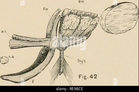 . Une contribution à notre connaissance de la morphologie de l'lamellibranchiate mollusques. Des bivalves. -" Fig.40. -Pa. Veuillez noter que ces images sont extraites de la page numérisée des images qui peuvent avoir été retouchées numériquement pour plus de lisibilité - coloration et l'aspect de ces illustrations ne peut pas parfaitement ressembler à l'œuvre originale.. Kellogg, James Lawrence, 1866-1938 ; United States Fish Commission. Washington : G. P. O. Banque D'Images