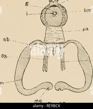 . Une contribution à notre connaissance de la morphologie de l'lamellibranchiate mollusques. Des bivalves. P,G 43 M$. -" Fig.40. Veuillez noter que ces images sont extraites de la page numérisée des images qui peuvent avoir été retouchées numériquement pour plus de lisibilité - coloration et l'aspect de ces illustrations ne peut pas parfaitement ressembler à l'œuvre originale.. Kellogg, James Lawrence, 1866-1938 ; United States Fish Commission. Washington : G. P. O. Banque D'Images