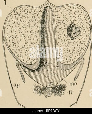 . Une contribution à notre connaissance de la morphologie de l'lamellibranchiate mollusques. Des bivalves. »^s Fig.41. P,G 43 M$. Veuillez noter que ces images sont extraites de la page numérisée des images qui peuvent avoir été retouchées numériquement pour plus de lisibilité - coloration et l'aspect de ces illustrations ne peut pas parfaitement ressembler à l'œuvre originale.. Kellogg, James Lawrence, 1866-1938 ; United States Fish Commission. Washington : G. P. O. Banque D'Images