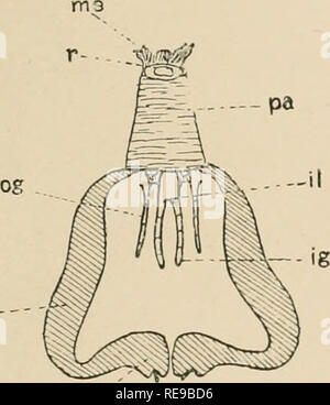 . Une contribution à notre connaissance de la morphologie de l'lamellibranchiate mollusques. Des bivalves. 0£L -.^ moi Fig 39. »^s Fig.41. Veuillez noter que ces images sont extraites de la page numérisée des images qui peuvent avoir été retouchées numériquement pour plus de lisibilité - coloration et l'aspect de ces illustrations ne peut pas parfaitement ressembler à l'œuvre originale.. Kellogg, James Lawrence, 1866-1938 ; United States Fish Commission. Washington : G. P. O. Banque D'Images