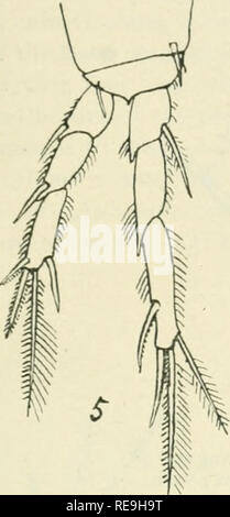 . Contributions à la biologie et de la pêche. La pêche ; biologie marine. 11 ubt" ijiiKT ( Marge d'acli furcal. laiiuis, une grouj) de deux soies fines se produit à trois-quarts de la dislance d'une base à l'apex iV^. G). Le fiftli pieds sont vestigial, un caractère générique. Longueur totale, 1,21 mm. Des deux espèces de Canuella trouvés au large de la côte de l'Xorva&gt ;  % C. perplexa a été prise à la profondeur de quelques brasses sur un fond sablonneux en partie envahie par les algues à un endroit à l'extérieur du Fjord de Christiania ; tandis que C. gessopalena^occurrerl dans l'ère. Fig. 5.-Canuella cana- densis n. sp. P'paire de natation (EBAN) fe Banque D'Images