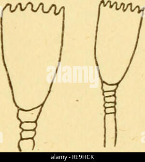 . Contributions à la biologie. La biologie marine ; l'histoire naturelle. 3d. Veuillez noter que ces images sont extraites de la page numérisée des images qui peuvent avoir été retouchées numériquement pour plus de lisibilité - coloration et l'aspect de ces illustrations ne peut pas parfaitement ressembler à l'œuvre originale.. Conseil biologique du Canada ; Canada. Station de biologie marine. Toronto, Conseil biologique du Canada Banque D'Images