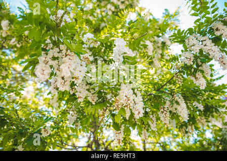 Branche d'acacia en fleurs le printemps arrive. Banque D'Images