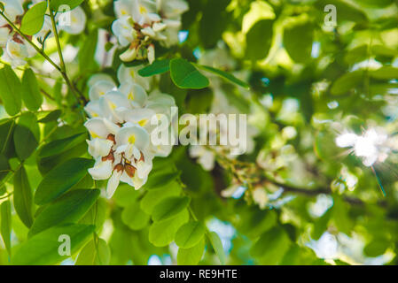 Branche d'acacia en fleurs le printemps arrive. Banque D'Images