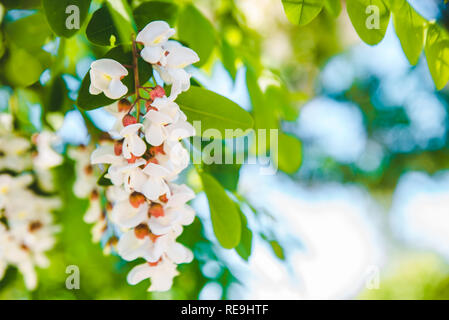 Branche d'acacia en fleurs le printemps arrive. Banque D'Images