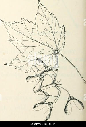 . Contributions à la botanique du Vermont. Les plantes -- Vermont. De par sa coupe plus longue, plus profondément, plus léger des feuilles vertes qui sont blanc argenté sur le côté inférieur. Bien que l'érable argenté- ishes farine meilleur dans un sol humide, il fera une croissance vigoureuse et devenir une belle ombre en endroits secs. Il n'est pas aussi vivaces ou long vécu soit comme le rouge ou l'érable à sucre dans de nombreuses situations. Les fruits sont de deux ou trois pouces de long, plus grande que dans l'autre des autres espèces. Ils mûrissent et tombent au début de l'été. L'érable argenté Feuilles et fruits, X j^. (Érable rouge Érable soPT, marécage). Accr r Banque D'Images