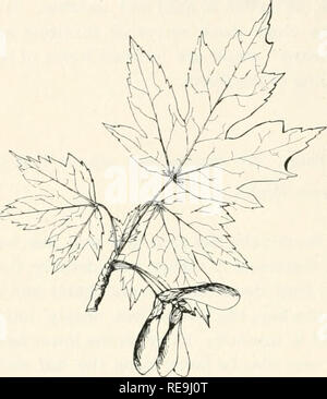 . Contributions à la botanique du Vermont. Les plantes -- New York. Bulletin 78 73. De par sa coupe plus longue, plus profondément, plus léger des feuilles vertes qui sont blanc argenté sur le côté inférieur. Bien que l'érable argenté- ishes farine meilleur dans un sol humide, il fera une croissance vigoureuse et devenir une belle ombre en endroits secs. Il n'est pas aussi vivaces ou long vécu soit comme le rouge ou l'érable à sucre dans de nombreuses situations. Les fruits sont de deux ou trois pouces de long, plus grande que dans l'autre des autres espèces. Ils mûrissent et tombent au début de l'été. L'érable argenté Feuilles et fruits, X j^. (Érable rouge Érable soPT, nagé Banque D'Images