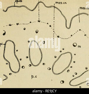 . Contributions à l'étude de la classe des Nymphéinées. Nymphaeaceae. ADVENUM mesirx 257 NUPHAR mcft.cx. FiG. 201. - IVup advenum ppalr/Ait. Schéma de la coupe transversale du col ovaire de 8 millimètres (mêmes lettres que précédemment). (Gr. Comme.). Veuillez noter que ces images sont extraites de la page numérisée des images qui peuvent avoir été retouchées numériquement pour plus de lisibilité - coloration et l'aspect de ces illustrations ne peut pas parfaitement ressembler à l'œuvre originale.. Chifflot, Jean Baptiste Julien, 1867-. Lyon, Rey Banque D'Images