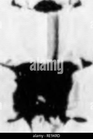 . Les contributions du Laboratoire de Botanique et l'Arboretum Morris de l'Université de Pennsylvanie, tome 14. La botanique, la botanique. Tiré à part de travaux de la Pennsylvania Academy of Science, pages 42-45. Tome XII, 1938 PENNSYLVANIA REMARQUABLES ORCHIDÉES Edgar T. Wherry Université de Pennsylvanie l'année dernière il y avait présenté une discussion sur les fougères originaire de l'Arkansas qui sont d'intérêt particulier à avoir été découvertes dans cet État. Une étude similaire sur les orchidées indigènes est maintenant offert. Aplectrum hyemale (Willdenow) Lapin. Cette espèce a été récoltée par Muhlenberg, aucun doute dans le Lan Banque D'Images