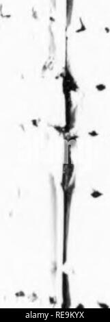 . Les contributions du Laboratoire de Botanique et l'Arboretum Morris de l'Université de Pennsylvanie, tome 14. La botanique, la botanique. Fig. 5. A. Loiifjitudinal article par diseolorod gnll non traité montrant au centre de base. B. section similaire de culot testés pour^ montrant tanins tanin de réaction positive du noyau. C. section similaire de culot à l'essai pour les féculents montrant la réaction positive de l'woodv amidon tissus externes à l'âme et l'absence de l'amidon du noyau lui-même. A I'rl A- â ¢ &gt ;- â ¢* Â". Veuillez noter que ces images sont extraites de la page numérisée des images qui peuvent h Banque D'Images