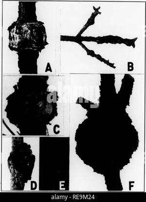 . Les contributions du Laboratoire de Botanique et l'Arboretum Morris de l'Université de Pennsylvanie, tome 14. La botanique, la botanique. 20 PllYTOI ATlIOLOCJY'[Vol. 28 Pour l'étude de terrain, t io]followino- méthode rapide a été utilisée pour obtenir des diapositives : matériel frais était ent dans l'eau sur un poi-table microtome slidin et placé à la fois dans le liquide fixateur de Bonin, où elle est restée pendant 10 minntes. Il a été ensuite lavé à watei- jusqu'à ce qu'aucune autre couleur de la fixateur venaient de lui et mis à la tache pour en Orseillin minntes cinq BP&gt ;. L'excès de tache était waslied dans les étapes précoces de déshydratation et, après une bi'ie Banque D'Images