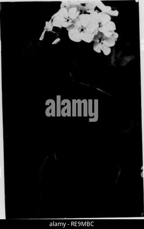 . Les contributions du Laboratoire de Botanique, tome 12. La botanique, la botanique. Phlox Phlox Phlox pilosa divaricafa jloridana les tiges sont des plantes herbacées, et axil- lary pousses sont rudimentaires ; la plupart des feuilles de taille moyenne sont des feuillus, mais un peu plus d'hiver mav. Un num])er de court-pedicelled plutôt faire fleurs u]), l'inflorescence cymeuses ou qui est un peu tard. panicu- Le plus im])ortant caractère diagnostique est la brièveté de la sta- mens et de styles, les plus longues étamines normalement située bien au-dessous de l'orifice du tube de la corolle-, et les extrémités de la stig- mas mais peu dépassant le calvx- Banque D'Images