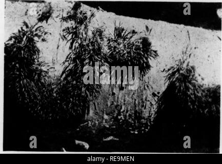 . Les contributions du Laboratoire de Botanique et l'Arboretum Morris de l'Université de Pennsylvanie, tome 14. La botanique, la botanique. 522 AMERICAN JOURNAL OF BOTANY [Vol. 25, Lkwis. I. F. 1910. La périodicité dans Dlclyola à Naples liot. Zac. 50 : 126-34. LisTKu. A. 188 S. Xotos iilasmodium sur tho de Bad- Ikuu'ki et lire hi fi id. Annales Jiof. 2 : 1-24. 1925. Monojiiaph niycolozoa de tho. 3ème. odilion, rovis(-d par G. Li.la SFOR. Oxford University Press. LoKH. J. 1904. Le contrôle des réactions héliotropiques en eau douce crustacés par cheniicals. (^spécialement COa. (Univ. ilifornia Puhl. Physiol, 2(1) : 1-3. Banque D'Images