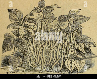 . E. Annabil &AMP ; Co.'s seed annuelle. Pépinières (Horticulture) Kansas catalogues ; Graines de legumes fruits ; catalogues ; Catalogues Catalogues des Plants des Arbres FLEURS GRAINES ; catalogues. Annuel des semences. 17. Début lello^v B41"liiey oi- ^ix semaines - l'un des plus anciens et d'un ex ttie- cellent et productifs string bean. Pkt., 5ch. ; pt., 20c. ; qt., 35 c. ; pk. 11.00. Haricots verts ou d'exécution. Ce ne sont pas aussi vivaces et exigent plus de soins et de culture que l'bcrins bush, et, en règle générale, doit être planté deux semaines plus tard. Plante en collines de 2 à ^ pieds à part, et de 4 à 6 graines dans une colline. t.ei-e^iiaia J -le plus delic Banque D'Images