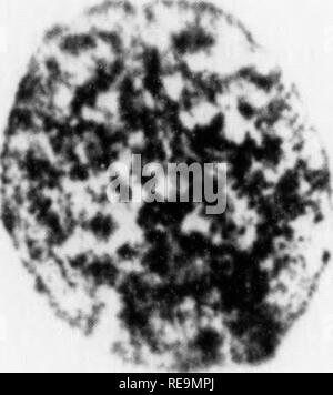 . Les contributions du Laboratoire de Botanique et l'Arboretum Morris de l'Université de Pennsylvanie, tome 14. La botanique, la botanique. Â™PROTOPLASMA vol. XXVII VII / plaque - ^ 4' * * r â ¢ -â â â€¢.* c ' â â ¢ i . tf. Veuillez noter que ces images sont extraites de la page numérisée des images qui peuvent avoir été retouchées numériquement pour plus de lisibilité - coloration et l'aspect de ces illustrations ne peut pas parfaitement ressembler à l'œuvre originale.. Université de Pennsylvanie. Laboratoire de Botanique, Université de Pennsylvanie. Morris Arboretum. Philadelphia : [s. n. ] Banque D'Images