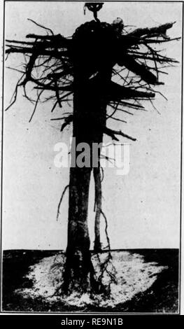 . Les contributions du Laboratoire de Botanique et l'Arboretum Morris de l'Université de Pennsylvanie, vol 13. La botanique, la botanique. 1012 Journal of Agricultural Research 51, n° 11 (jusqu'à 10 ans). Les différences sont apparentes dans les racines des arbres arrivant à maturité, mais le stade de développement auquel ces différences deviennent visibles n'a pas été déterminée. La différence la plus frappante est dans le développement de la racine pivotante. Pinus echinata produit un beaucoup plus puissant et massif de l'arbre central (fig. 17) qui maintient son épaisseur à de plus grandes profondeurs et affiche moins tendance à d Banque D'Images