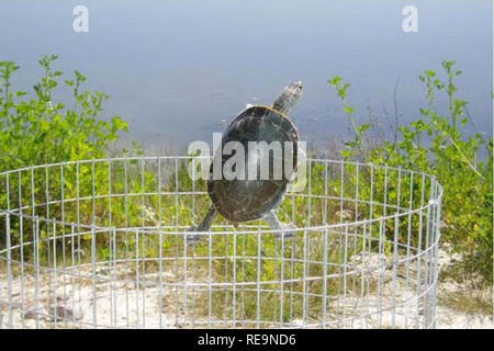 . Effets potentiels de mortalité routière et la fragmentation de l'habitat sur une population de tortues peintes dans le Montana . Les passages ; routes ; Tortues ; la sécurité de la circulation et de la faune. pièces jointes à la fois. Enceintes ont été placées à l'intérieur de 0,5 mètres de l'autre pour faciliter les observations. Les données ont été analysées à l'aide de l'analyse du chi carré pour tester les différences dans la distribution de la plus haute altitude atteinte par le sexe. Résultats : les tortues marines a passé la majorité du temps marcher le périmètre de l'enclos. Seule une tortue, un adulte, s'est installé et n'a pas fait d'autres explorations après une première tentative de grimper Banque D'Images