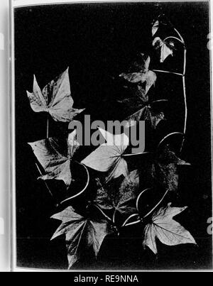 . Les contributions du Laboratoire de Botanique, tome 4. La botanique, la botanique. .....^.â !S ?:T^' -t) 4  % f'-' sf JE S4. Contrib. Vniv. Penn. Vol. IV, planche XXIV.. Fig. 45âGoveenob. HMJIiai^comme !Â"*r -Â Â"- ,'/ijÂ"i.-iJsi*. Veuillez noter que ces images sont extraites de la page numérisée des images qui peuvent avoir été retouchées numériquement pour plus de lisibilité - coloration et l'aspect de ces illustrations ne peut pas parfaitement ressembler à l'œuvre originale.. Université de Pennsylvanie. Laboratoire de Botanique. Philadelphia : University of Pennsylvania Press Banque D'Images
