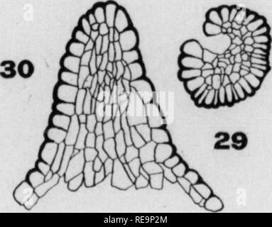 . Les contributions du Laboratoire de Botanique, tome 5. La botanique, la botanique. . Veuillez noter que ces images sont extraites de la page numérisée des images qui peuvent avoir été retouchées numériquement pour plus de lisibilité - coloration et l'aspect de ces illustrations ne peut pas parfaitement ressembler à l'œuvre originale.. Université de Pennsylvanie. Laboratoire de Botanique. Philadelphia : University of Pennsylvania Press Banque D'Images