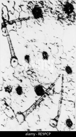 . Les contributions du Laboratoire de Botanique, tome 5. La botanique, la botanique. Deuxième exposition intentionnelle hi^t. Cou/rih. Univ. P ('UN. '()1. '. III. Vliw ". Veuillez noter que ces images sont extraites de la page numérisée des images qui peuvent avoir été retouchées numériquement pour plus de lisibilité - coloration et l'aspect de ces illustrations ne peut pas parfaitement ressembler à l'œuvre originale.. Université de Pennsylvanie. Laboratoire de Botanique. Philadelphia : University of Pennsylvania Press Banque D'Images