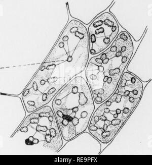 . Les contributions du Laboratoire de Botanique, tome 2. La botanique, la botanique. P* s N -^* Fig. 5.. Veuillez noter que ces images sont extraites de la page numérisée des images qui peuvent avoir été retouchées numériquement pour plus de lisibilité - coloration et l'aspect de ces illustrations ne peut pas parfaitement ressembler à l'œuvre originale.. Université de Pennsylvanie. Laboratoire de Botanique. Philadelphia : University of Pennsylvania Press Banque D'Images