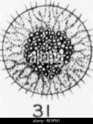 . Les contributions du Laboratoire de Botanique, tome 2. La botanique, la botanique. . Veuillez noter que ces images sont extraites de la page numérisée des images qui peuvent avoir été retouchées numériquement pour plus de lisibilité - coloration et l'aspect de ces illustrations ne peut pas parfaitement ressembler à l'œuvre originale.. Université de Pennsylvanie. Laboratoire de Botanique. Philadelphia : University of Pennsylvania Press Banque D'Images