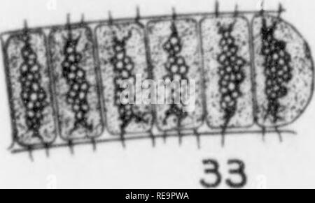 . Les contributions du Laboratoire de Botanique, tome 2. La botanique, la botanique. . Veuillez noter que ces images sont extraites de la page numérisée des images qui peuvent avoir été retouchées numériquement pour plus de lisibilité - coloration et l'aspect de ces illustrations ne peut pas parfaitement ressembler à l'œuvre originale.. Université de Pennsylvanie. Laboratoire de Botanique. Philadelphia : University of Pennsylvania Press Banque D'Images