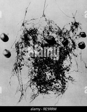 . Les contributions du Laboratoire de Botanique, tome 1. La botanique, la botanique. Tome I. XIX plaque chaude. Coiifrlh. L'Université de Pennsylvanie. Sur AmPHICARP SCHIVELY/KA.. Veuillez noter que ces images sont extraites de la page numérisée des images qui peuvent avoir été retouchées numériquement pour plus de lisibilité - coloration et l'aspect de ces illustrations ne peut pas parfaitement ressembler à l'œuvre originale.. Université de Pennsylvanie. Laboratoire de Botanique. Philadelphia : University of Pennsylvania Press Banque D'Images