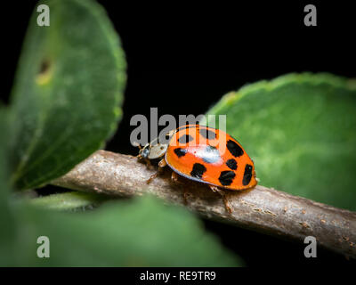 Un adulte (ladybeetle asiatique Harmonia axyridis, Coccinellidae) assis sur une petite brindille Banque D'Images