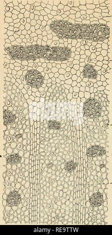 . Contribution de l'tude des plantes utiles du Brsil. Les plantes, utile -- le Brésil ; plantes utiles, -- le Brésil de la physiologie. - 122 - tères des Strychnées et se différencie de l'écorce de quinquina. PôT. TOX COU. - - R. m. Fig. 27. - Pseudo-Strychnos quina St-Hil. Partie profonde de la coupe transversale : pér., péricycle présentant deux bandes sclé- réutilise;o.r., prismes d'oxalate de calcium ; coll., parenchyme libérien- mateux collenchy ; r. m., rayon médullaire de largeur régulière. (Grossissement : 60 diamètres'). Gruzeiro par l'absence d'éléments scléreux dans le liber. Elle est surtout caractérisée par un Banque D'Images