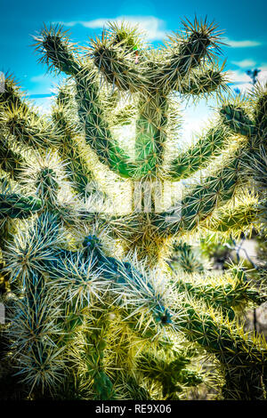 Portrait Portrait de Cholla Cactus avec des pics spectaculaires contre le ciel bleu Banque D'Images