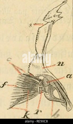 . Dyreriget Laerebog zoologien : (i, nr. 1). Zoologie. "...Ti ^JU, &gt;tc&Lt ;.. Veuillez noter que ces images sont extraites de la page numérisée des images qui peuvent avoir été retouchées numériquement pour plus de lisibilité - coloration et l'aspect de ces illustrations ne peut pas parfaitement ressembler à l'œuvre originale.. Lütken, Chr. Fr. (Christian Frederik), 1827-1901. Kjøbenhavn : Gyldendalske (F. Hegel) Banque D'Images