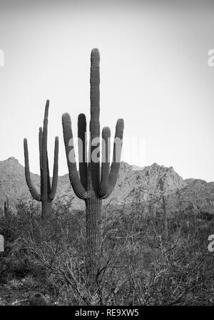 Le saguaro cactus couvrent le domaine de la zone de loisirs de Sabino Canyon situé dans les montagnes Santa Catalina près de Tucson, AZ en noir et blanc Banque D'Images