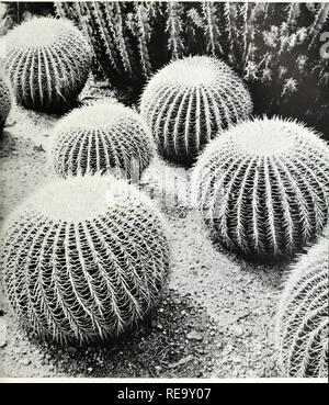 . Nous vivons sur le continent. Géographie physique ; l'histoire naturelle. . Veuillez noter que ces images sont extraites de la page numérisée des images qui peuvent avoir été retouchées numériquement pour plus de lisibilité - coloration et l'aspect de ces illustrations ne peut pas parfaitement ressembler à l'œuvre originale.. Sanderson, Ivan Terence, 1911-1973. New York : Random House Banque D'Images
