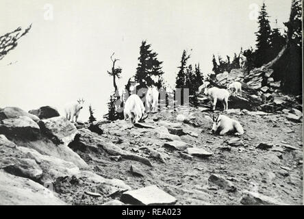 . Nous vivons sur le continent. Géographie physique ; l'histoire naturelle. ^. L'objectif de la montagne, un animal typique de la British Columbian niuti Swiss Chamois. Il préfère les pistes et est un excellent sauteur. d'étain de saisir les objets par aspiration à volonté et par lequel l'animal se déplace sur. C'est avec ces que des étoiles de mollusques ouvertes. Ils ont d'abord de les envelopper, joindre le plus grand nombre de pieds-tube que possible, puis exercer une traction constante. Les coquillages bivalves peut résister à une secousse soudaine, mais ils ont finalement abandonner contre les polluants tirant ; l'étoile puis expulse son estomac dans la coquille et ingère de la chair Banque D'Images