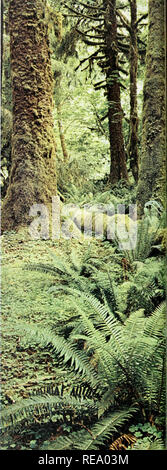 . Nous vivons sur le continent. Géographie physique ; l'histoire naturelle. Les arbres, les fjords, et le saumon de la Colombie-Britannique et du Yukon Le plus remarquable de cette province est ses arbres. Nous avons fait remarquer plus tôt l'impression que le premier et dérisoire des spécimens isolés que nous avons rencontrés sur en descendant de l'Arctique fait sur nous, et dans les lacs province nous avons déjà vu des arbres dans une aussi grande masse que n'importe où sur terre. Mais c'étaient vraiment très modeste, les plantes ayant les troncs de seulement un pied de diamètre à la base ; et quelques-uns, même dans les plus profondes et les vallées abritées, complété plus de Banque D'Images