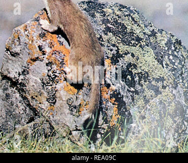 . Nous vivons sur le continent. Géographie physique ; l'histoire naturelle. .^.. Veuillez noter que ces images sont extraites de la page numérisée des images qui peuvent avoir été retouchées numériquement pour plus de lisibilité - coloration et l'aspect de ces illustrations ne peut pas parfaitement ressembler à l'œuvre originale.. Sanderson, Ivan Terence, 1911-1973. New York : Random House Banque D'Images