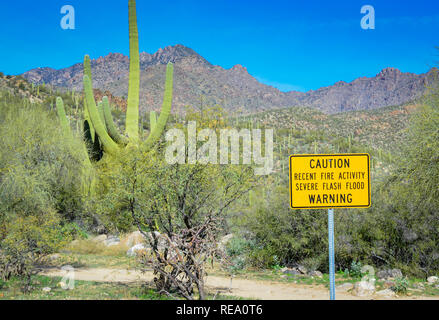 Saguaro cactus près de la Sécurité publique, attention en ce qui concerne les crues éclair transmet les infos pour les visiteurs de la zone de loisirs de Sabino Canyon près de Tucson, AZ Banque D'Images