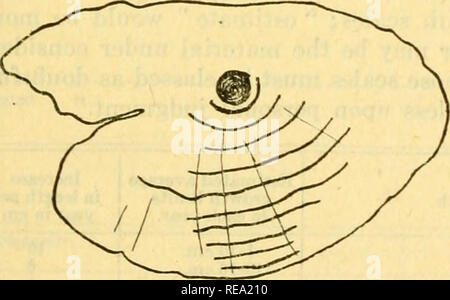 . Contributions à la biologie. La biologie marine ; l'histoire naturelle. . Veuillez noter que ces images sont extraites de la page numérisée des images qui peuvent avoir été retouchées numériquement pour plus de lisibilité - coloration et l'aspect de ces illustrations ne peut pas parfaitement ressembler à l'œuvre originale.. Conseil biologique du Canada ; Canada. Station de biologie marine. Toronto, Conseil biologique du Canada Banque D'Images