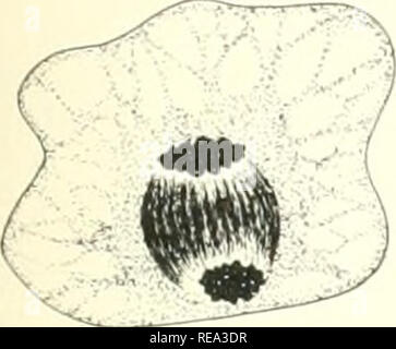 . Les contributions du Laboratoire de Botanique de la coque. Les plantes. . Veuillez noter que ces images sont extraites de la page numérisée des images qui peuvent avoir été retouchées numériquement pour plus de lisibilité - coloration et l'aspect de ces illustrations ne peut pas parfaitement ressembler à l'œuvre originale.. Laboratoire de Botanique de la coque. [Chicago : University of Chicago Press Banque D'Images