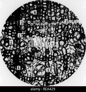 . Les contributions du Laboratoire de Botanique, tome 4. La botanique, la botanique. Bol. Contrib. Univ. de douleur. Tome IV, la plaque LXXII. Fid. 6. Veuillez noter que ces images sont extraites de la page numérisée des images qui peuvent avoir été retouchées numériquement pour plus de lisibilité - coloration et l'aspect de ces illustrations ne peut pas parfaitement ressembler à l'œuvre originale.. Université de Pennsylvanie. Laboratoire de Botanique. Philadelphia : University of Pennsylvania Press Banque D'Images