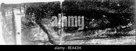 . Les contributions du Laboratoire de Botanique, tome 4. La botanique, la botanique. A&amp ; ' s-. Veuillez noter que ces images sont extraites de la page numérisée des images qui peuvent avoir été retouchées numériquement pour plus de lisibilité - coloration et l'aspect de ces illustrations ne peut pas parfaitement ressembler à l'œuvre originale.. Université de Pennsylvanie. Laboratoire de Botanique. Philadelphia : University of Pennsylvania Press Banque D'Images